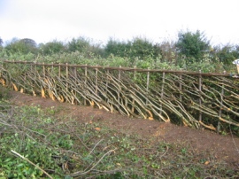 Hedge laid in Midland style