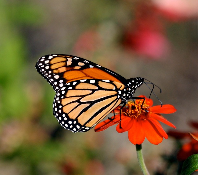 Last of the monarch migration?  (Photo: Chip Taylor)