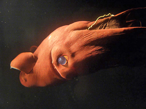 Vampire squid with yellow tentacle