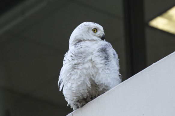 A snowy owl perches on an office building in Washington, D.C., on Jan. 24. (Photo: Nathaniel Gran/The Washington Post via Getty Images)