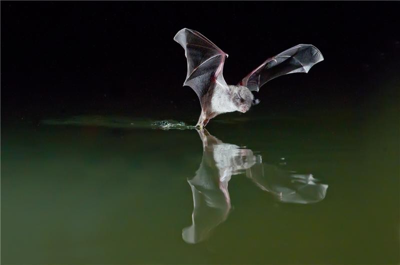 The long-fingered bat. (Photo: Antton Alberdi, UPV/EHU)