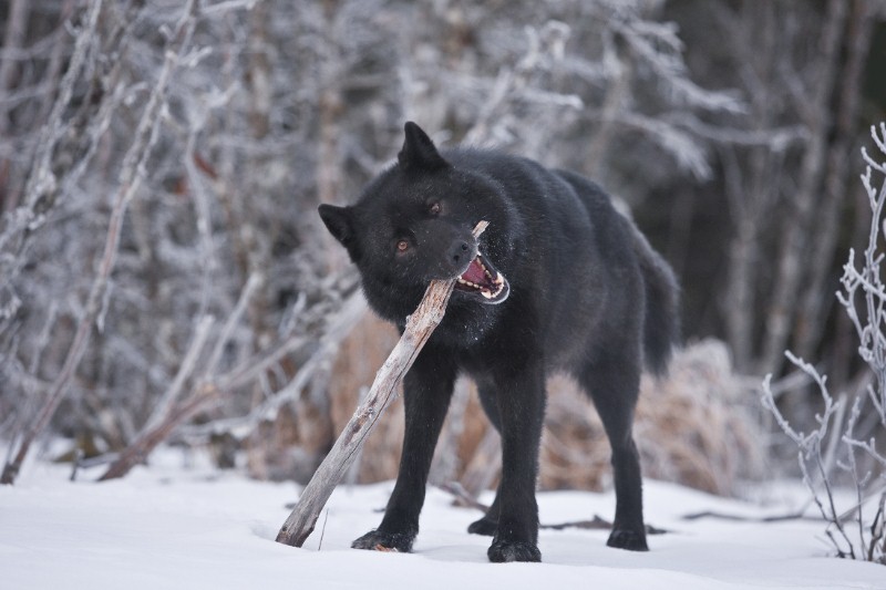 A proposed USFS logging auction threatens this wolf subspecies (Photo: Hyde?)