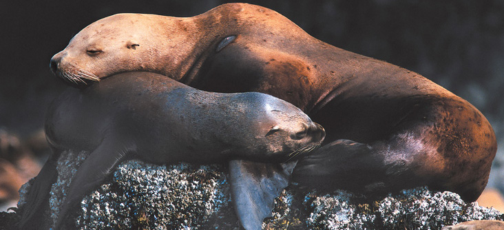 Two Seals Sleeping on Rock