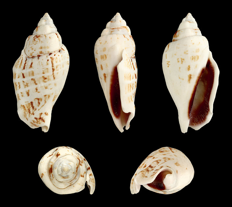 The conch snail Gibberulus gibbosus.