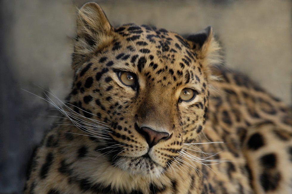 Amur leopard (Photo: Julie Larsen Maher/WCS)