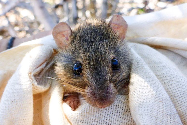 A cousin of the now-extinct Bramble Cay melomys. (Photo: Luke Leung/University of Queensland)